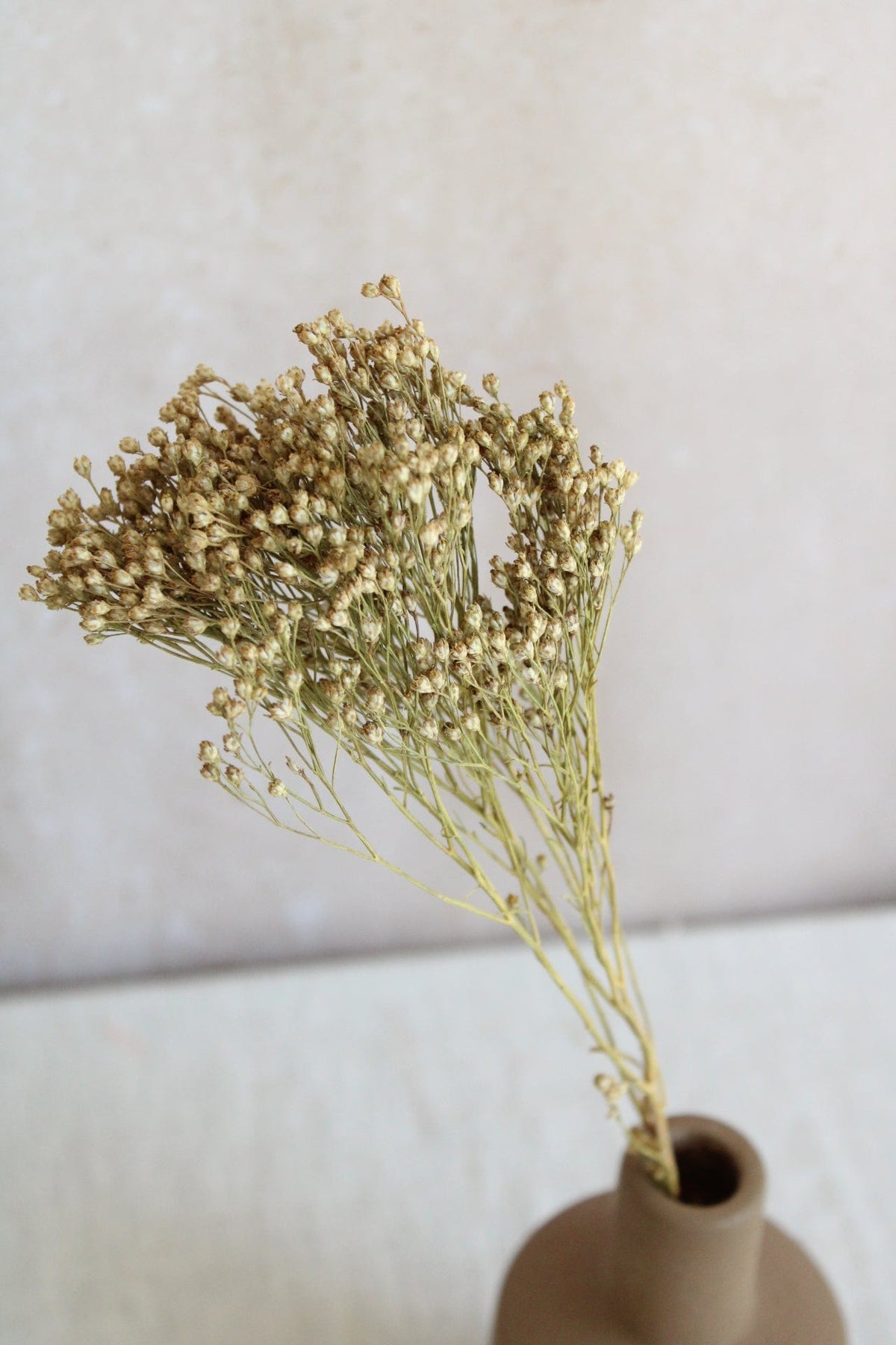 Broom Bloom | Natur Gelb Vasenglück