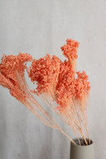 Broom Bloom | Lachs Vasenglück