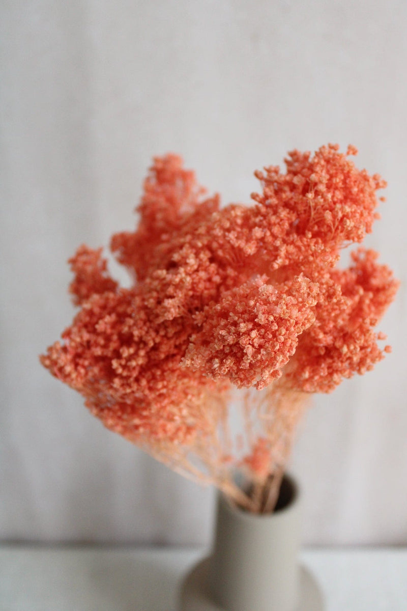 Broom Bloom | Lachs Vasenglück