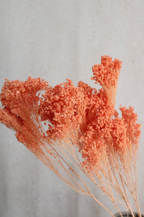 Broom Bloom | Lachs Vasenglück