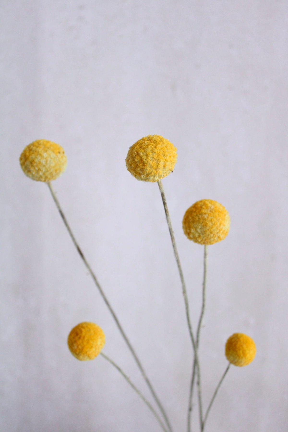 Craspedia Gelb 40cm - Trockenblumen