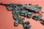 Eukalyptus Cinerea konserviert | 1 Bund | Grün Vasenglück