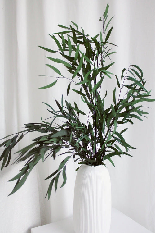 Vasenglück Trockenblumen Eukalyptus Nicoli konserviert | 1 Bund | Grün