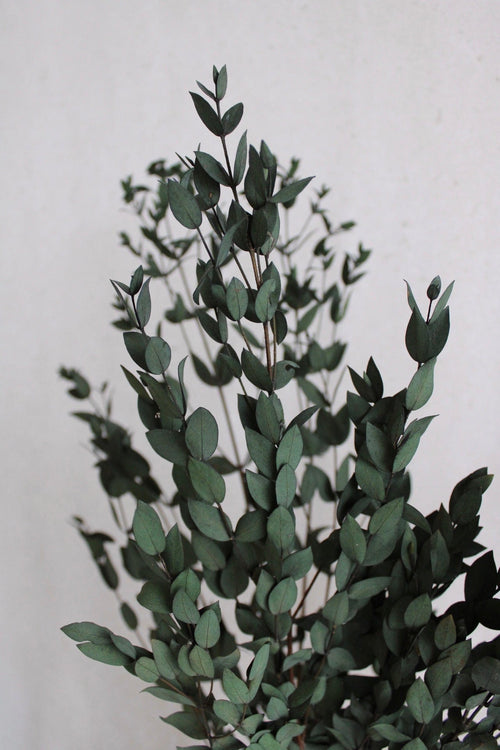 Eukalyptus Parvi konserviert | 1 Bund | Grün Vasenglück