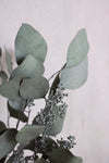 Eukalyptus Populus konserviert | 1 Bund | Grün Vasenglück