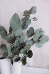 Eukalyptus Populus konserviert | 1 Bund | Grün Vasenglück