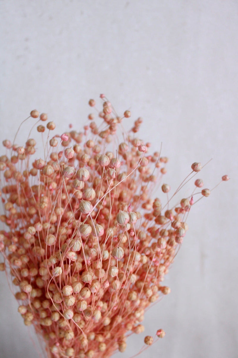 Flachs | Rosa Vasenglück