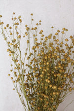 Vasenglück Trockenblumen Flachs | Natur