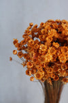 Glixia | Orange Vasenglück