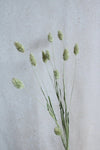 Trockenblumen in kleinen Mengen - Natur Vasenglück