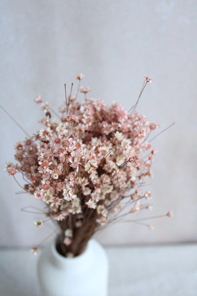 Trockenblumen in kleinen Mengen - Rosa/Pink Vasenglück