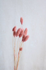 Trockenblumen in kleinen Mengen - Rosa/Pink Vasenglück