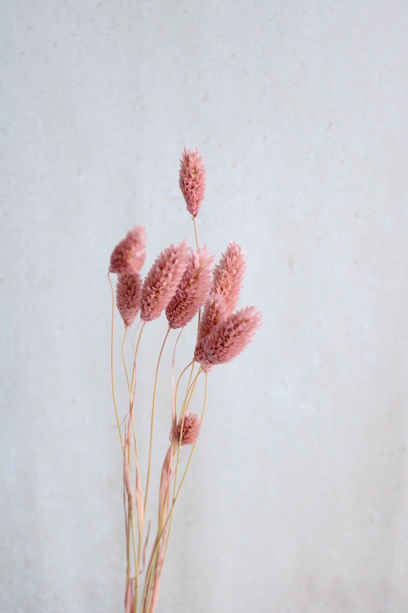 Trockenblumen in kleinen Mengen - Rosa/Pink Vasenglück