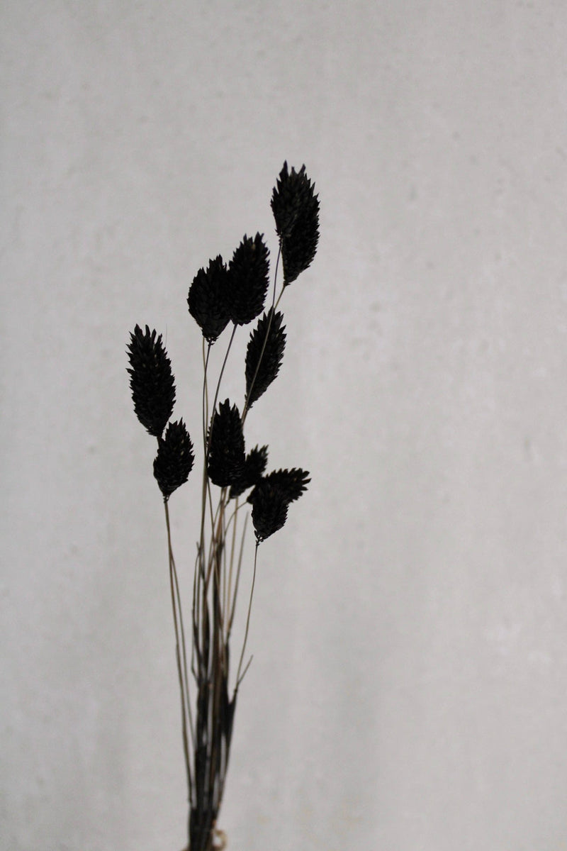Trockenblumen in kleinen Mengen - Schwarz Vasenglück