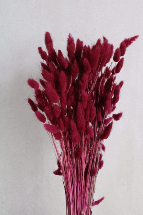 Lagurus | Fuchsia Vasenglück