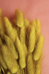 Lagurus | 1 Bund | Gelb Vasenglück