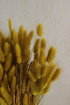 Lagurus | 1 Bund | Gelb Vasenglück