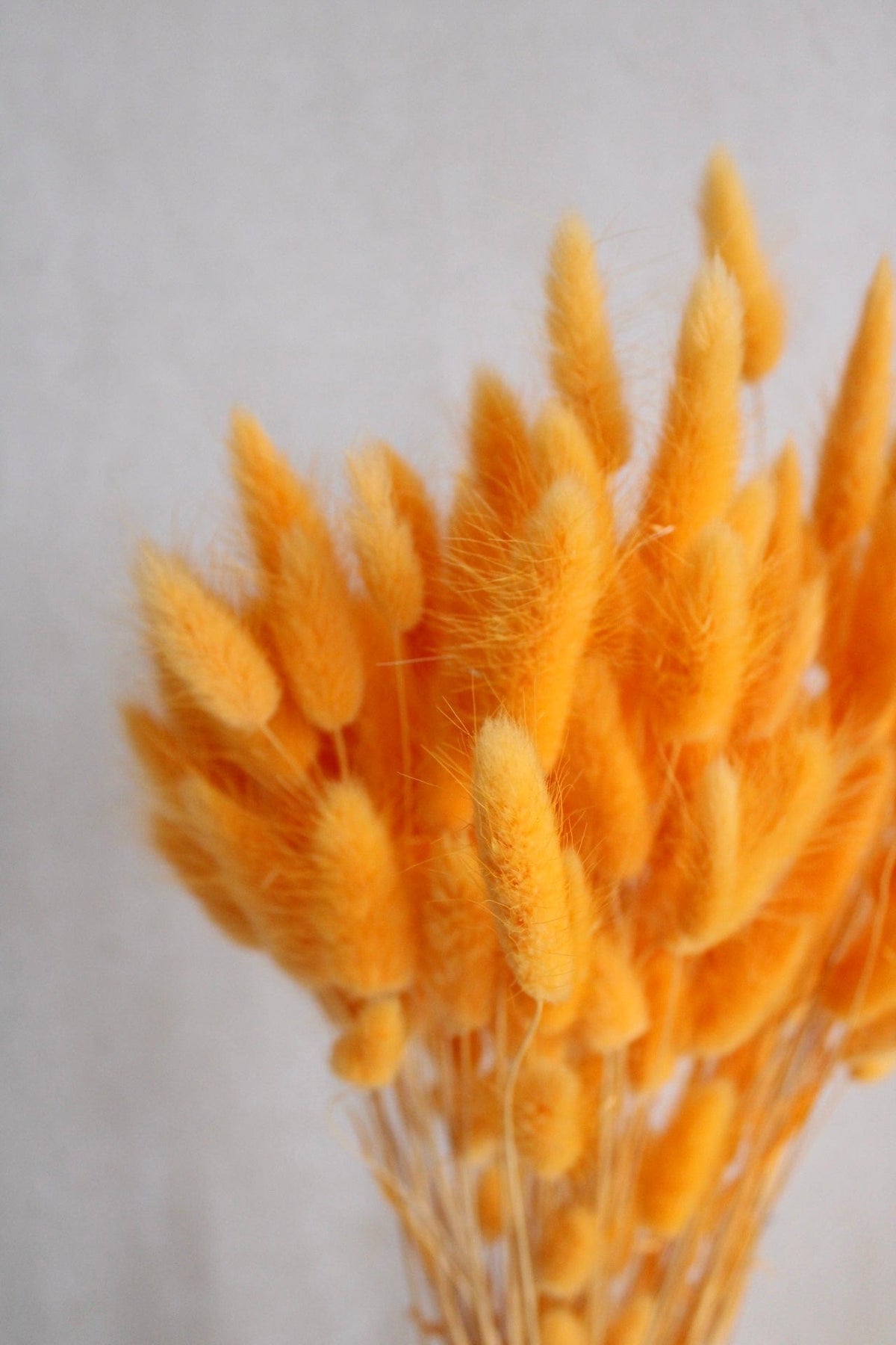 Lagurus | Hellorange Vasenglück