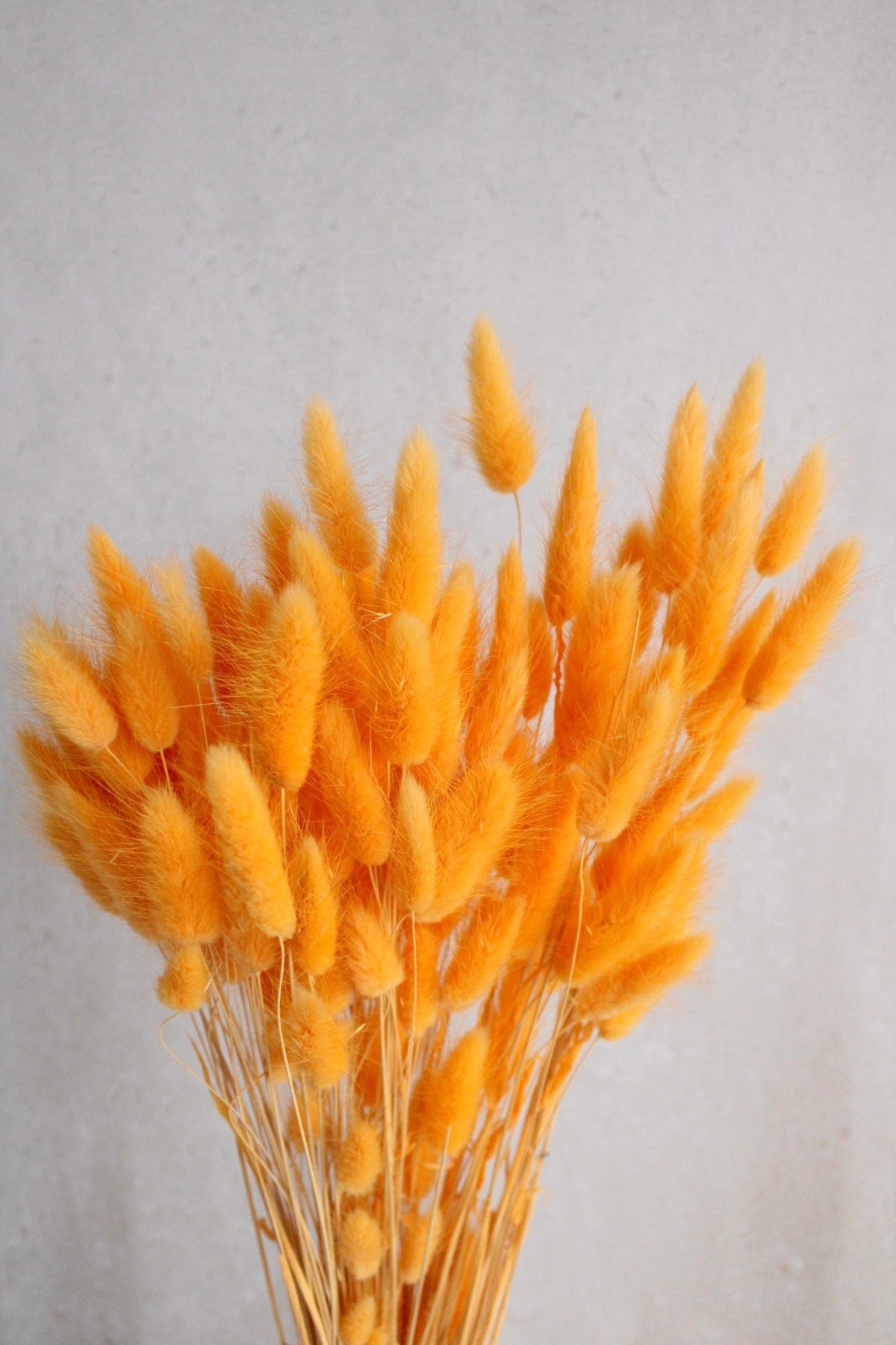 Lagurus | Hellorange Vasenglück