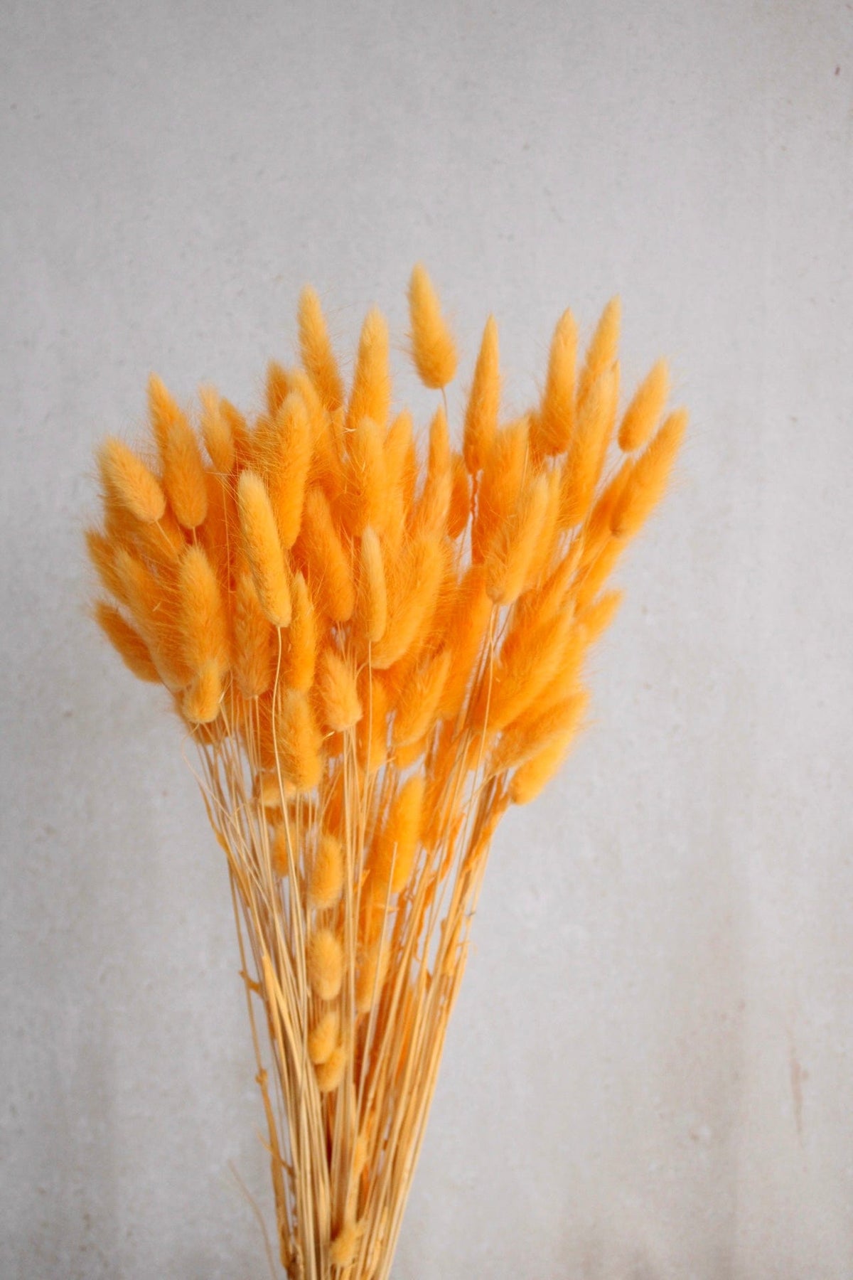 Lagurus | Hellorange Vasenglück