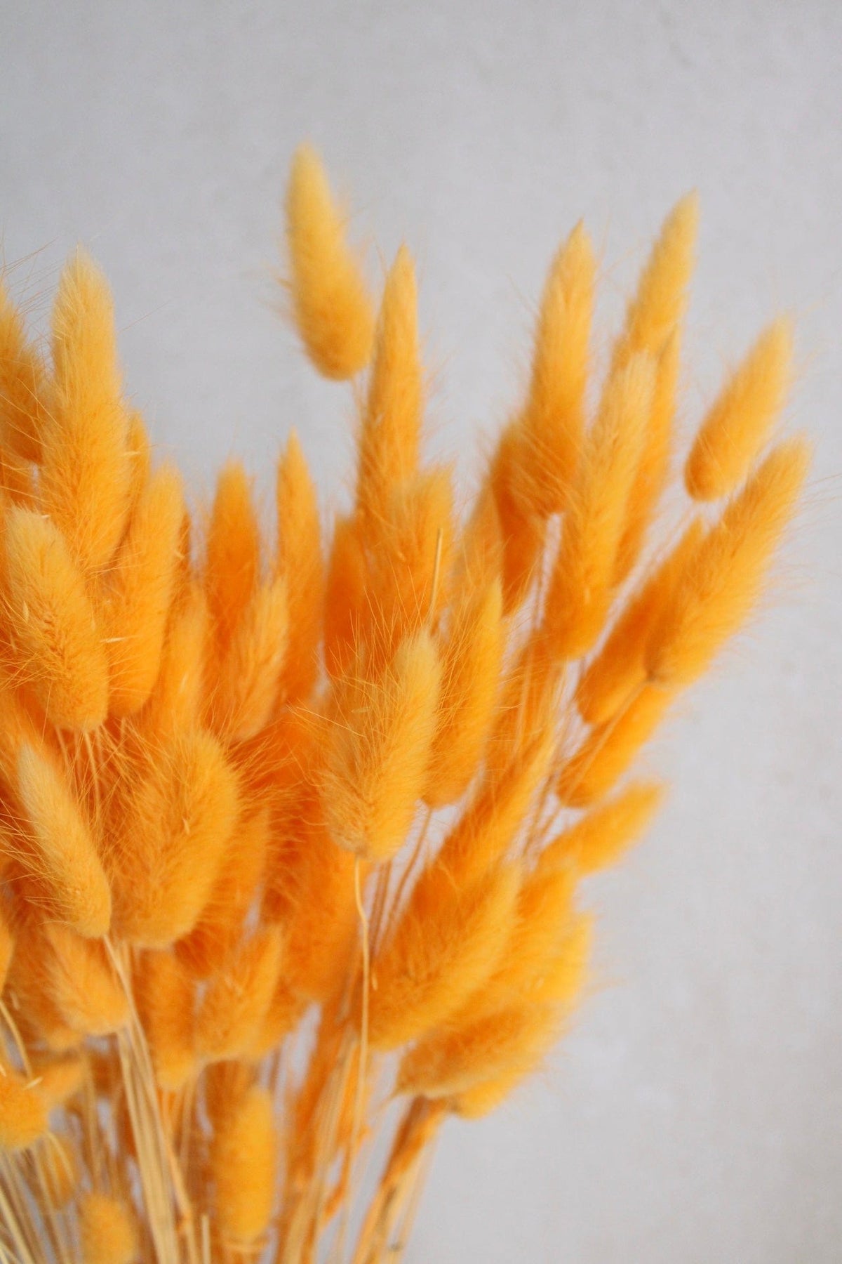 Lagurus | Hellorange Vasenglück