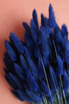 Lagurus | 1 Bund | Marineblau Vasenglück