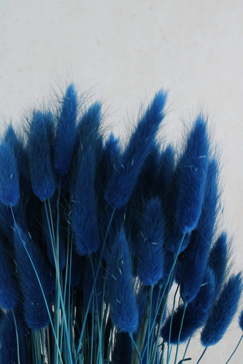 Lagurus | 1 Bund | Marineblau Vasenglück
