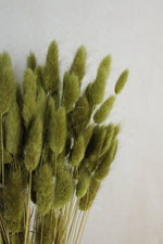 Lagurus | Olivgrün Vasenglück