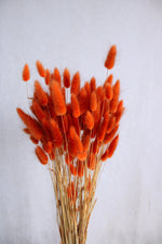 Lagurus | Orange Vasenglück