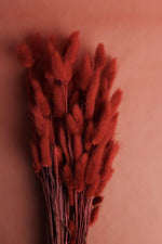 Lagurus | Rot Vasenglück