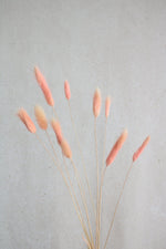Lagurus | Apricot Vasenglück