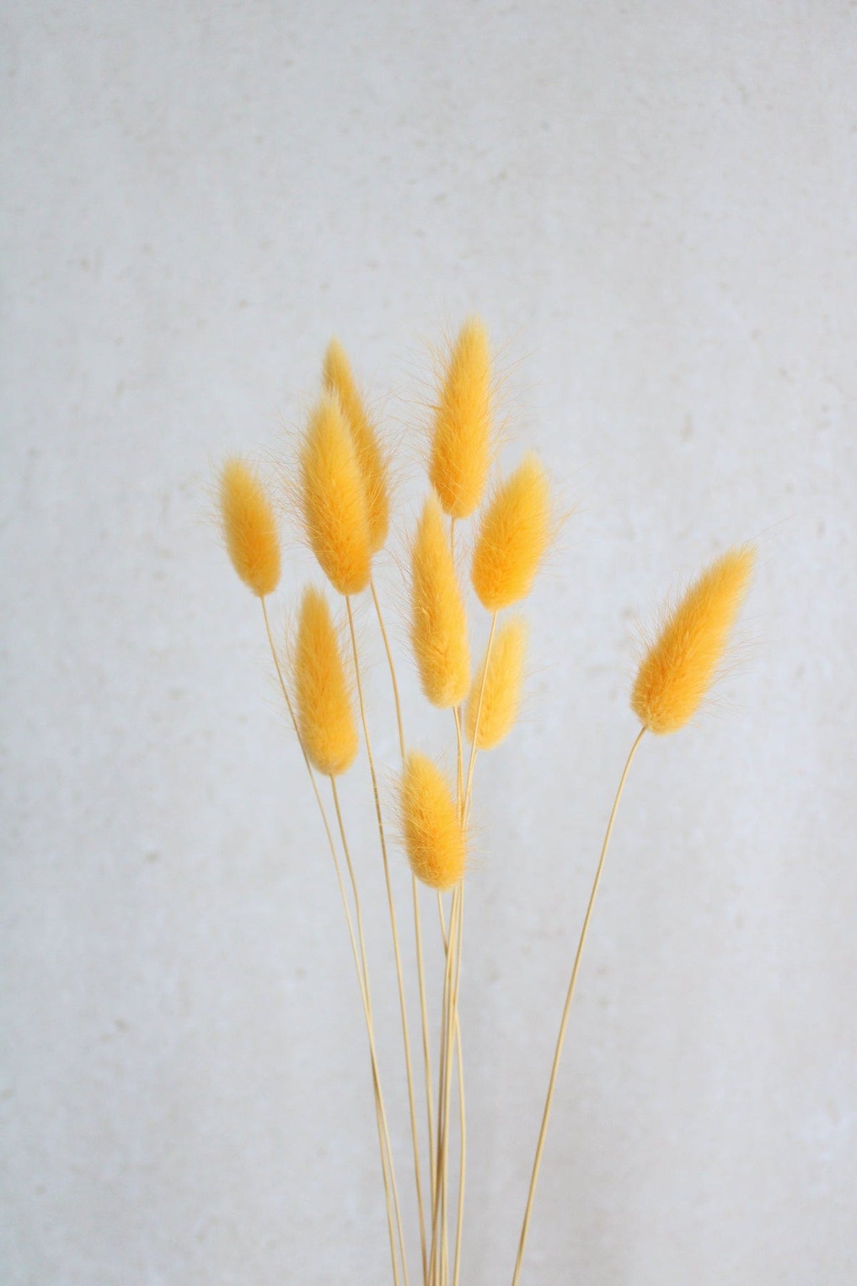 Lagurus | Hellorange Vasenglück