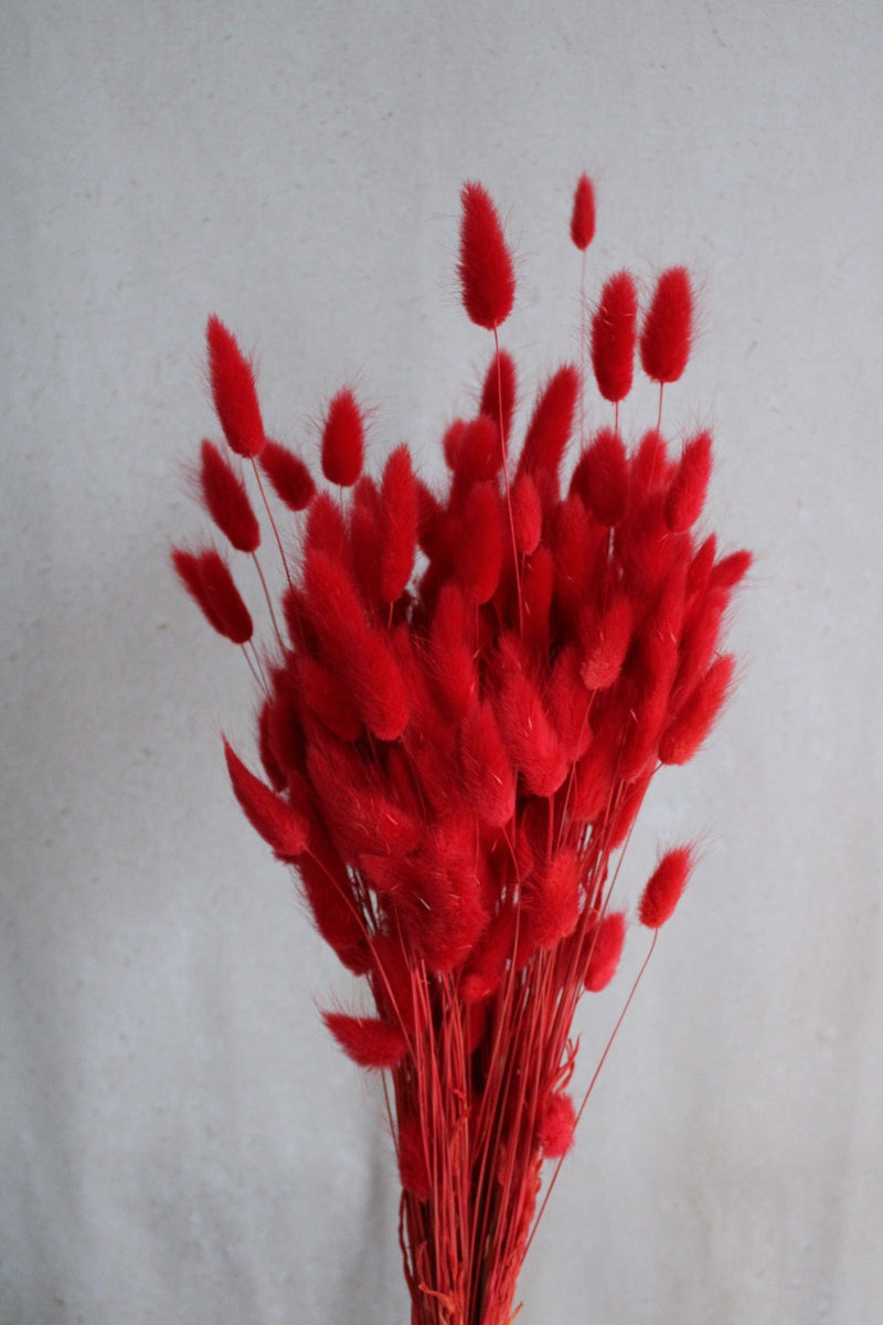 Lagurus | Rot Vasenglück