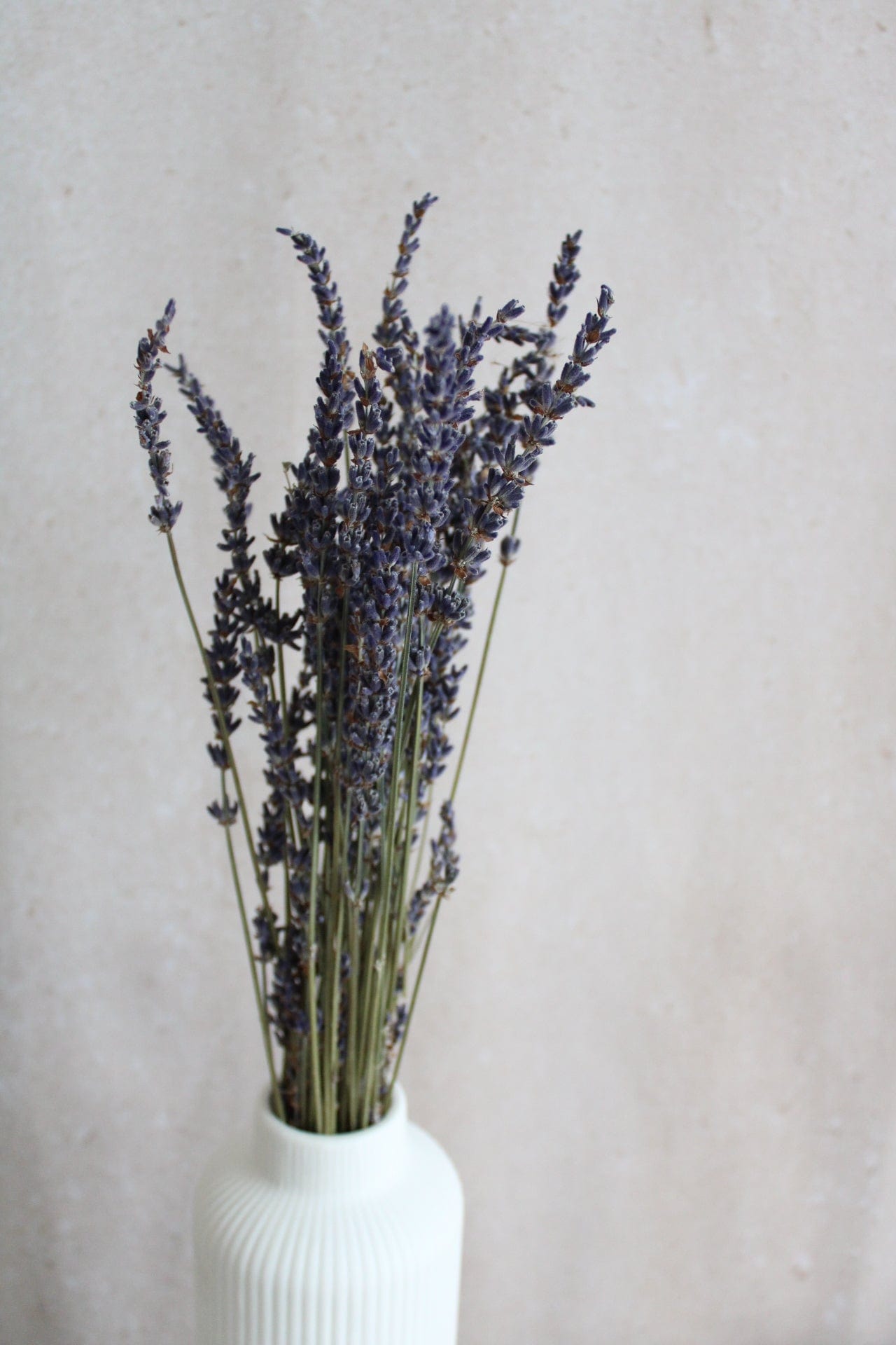 getrockneten lavendel aufbewahren Lavendel 45cm - Trockenblumen Deko