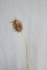 Trockenblumen in kleinen Mengen - Natur Vasenglück