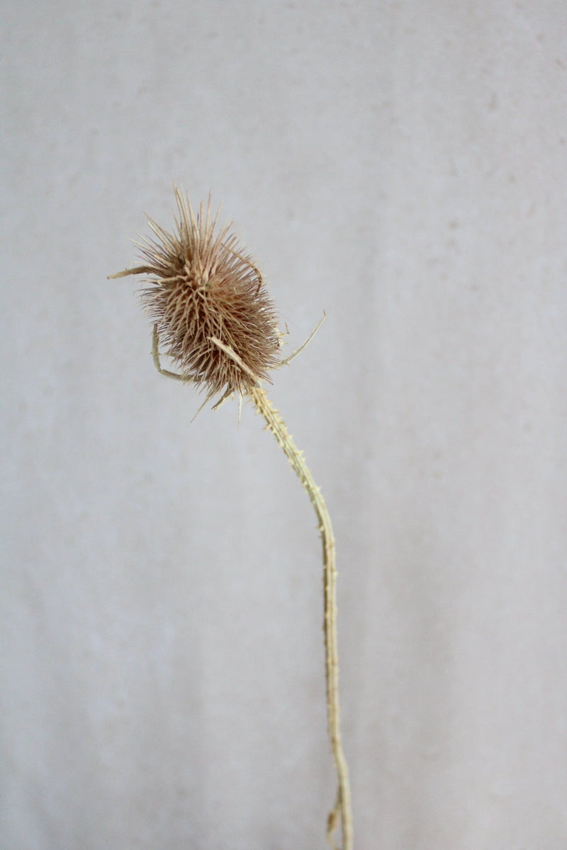 Trockenblumen in kleinen Mengen - Natur Vasenglück