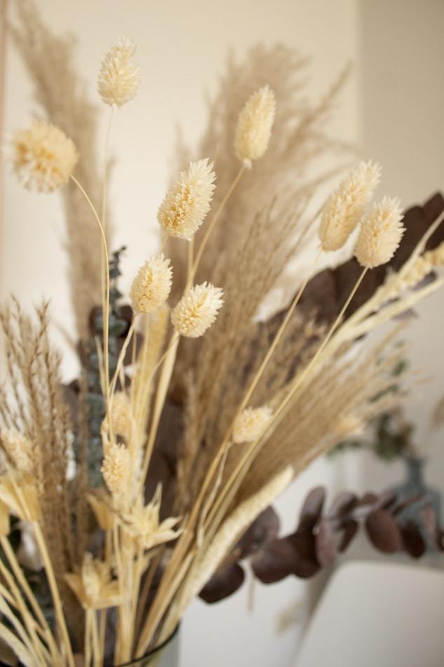 Phalaris | Cremeweiß Vasenglück