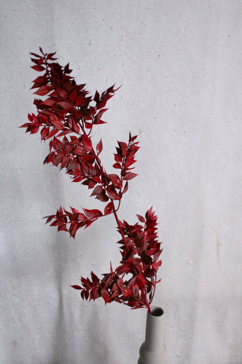 Ruscus | 1 Stiel | Rot Vasenglück