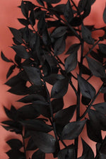 Ruscus | 1 Stiel | Schwarz Vasenglück