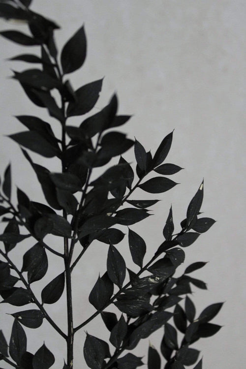 Ruscus | 1 Stiel | Soft Schwarz Vasenglück