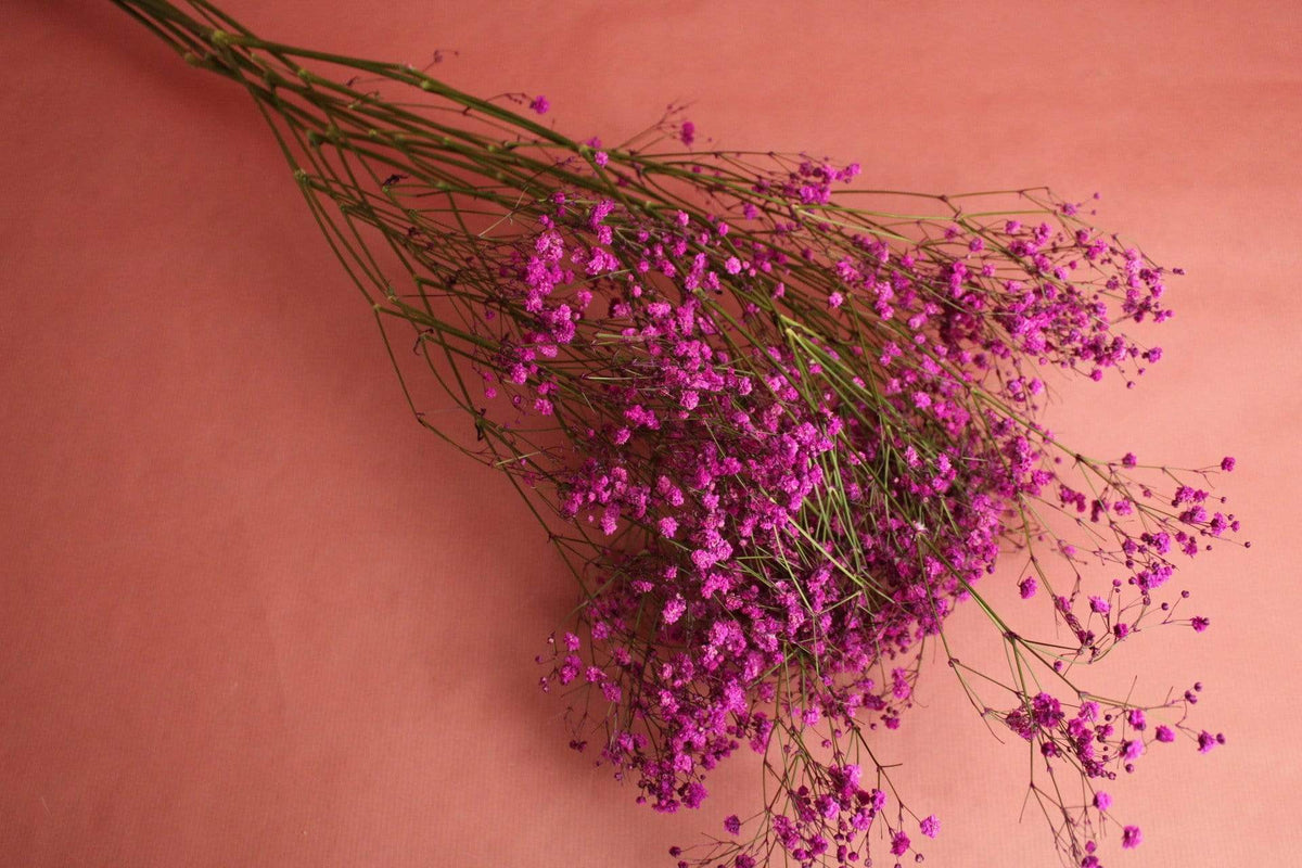 Schleierkraut | Fuchsia Vasenglück