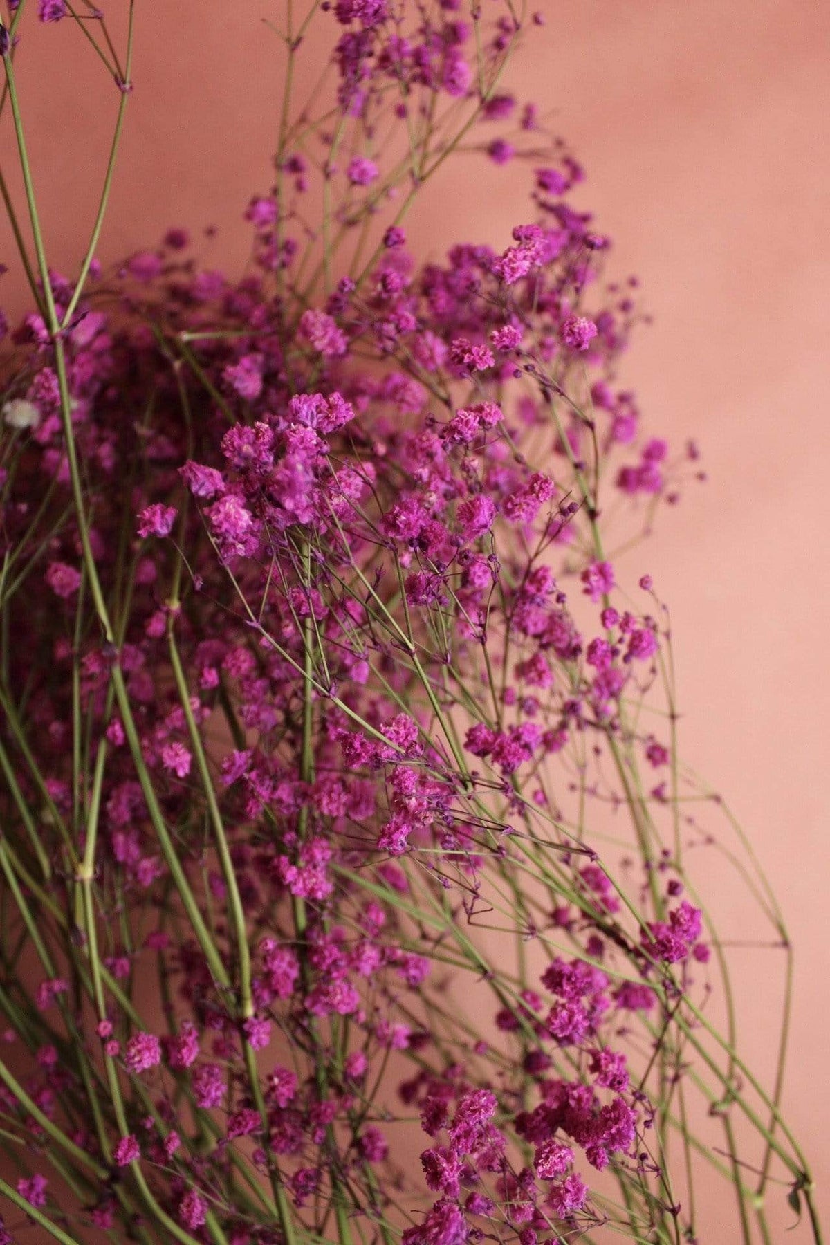 Schleierkraut | Fuchsia Vasenglück