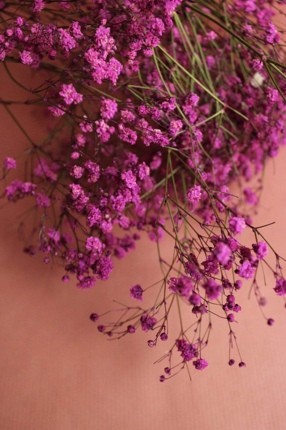 Schleierkraut | Fuchsia Vasenglück