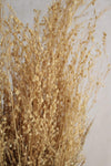 Star Gras | 1 Bund | Natur Vasenglück