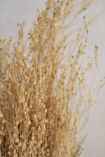 Star Gras | 1 Bund | Natur Vasenglück