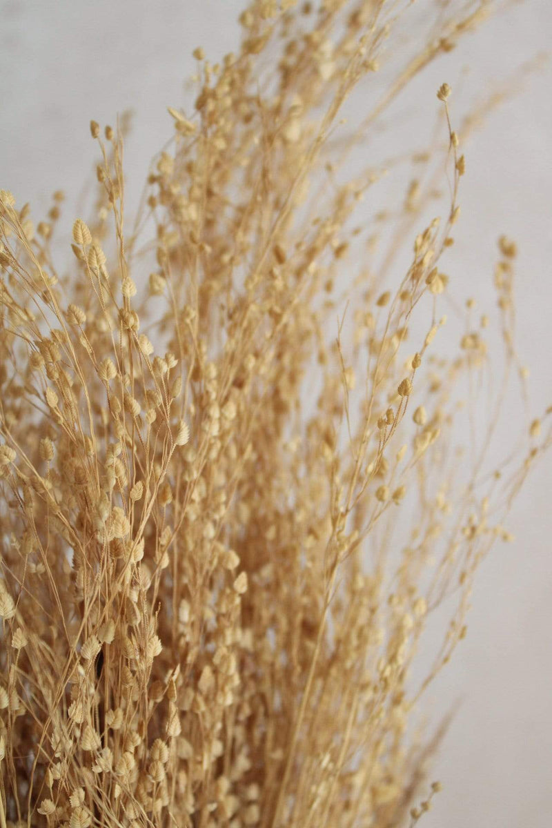 Star Gras | 1 Bund | Natur Vasenglück