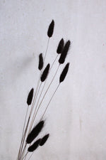 Vasenglück Trockenblumen Lagurus Schwarz (10 Stiele) Trockenblumen in kleinen Mengen - Schwarz