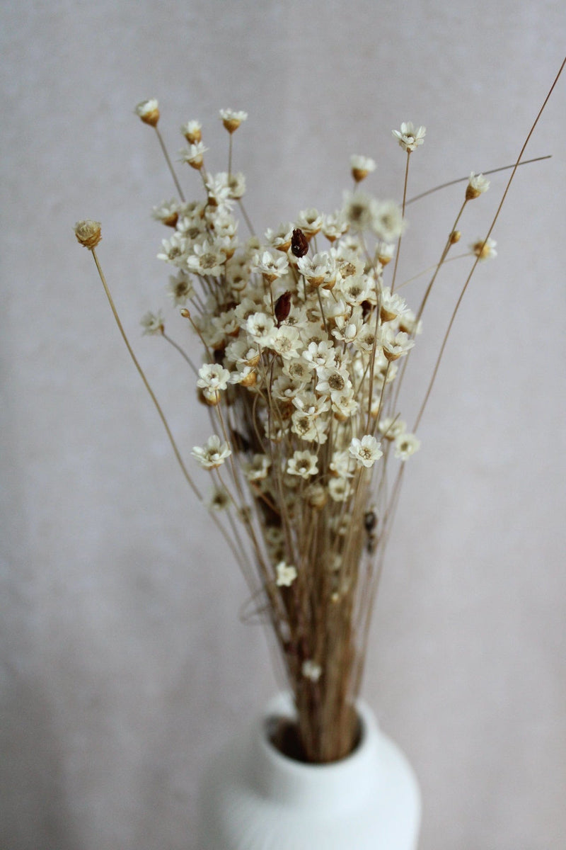 Trockenblumen in kleinen Mengen - Creme/Weiß Vasenglück