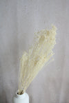 Trockenblumen in kleinen Mengen - Creme/Weiß Vasenglück