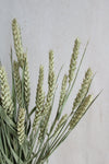 Weizen | Natur Vasenglück